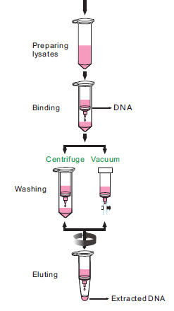 ستون استخراج RNA&DNA  (100 عددی)